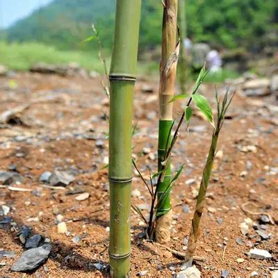 竹子 種植|竹子种植技巧——简单易学的移竹种植方法